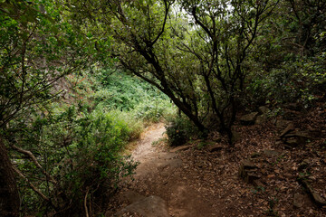 Obraz premium Italien - Toskana - Populonia - Wanderweg zur Cala San Quirico