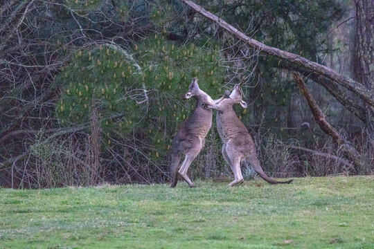 Two Eastern Grey Kangaroos (Macropus giganteus) fighting on a grass field at Hill End, Bathurst area, in New South Wales, Australia