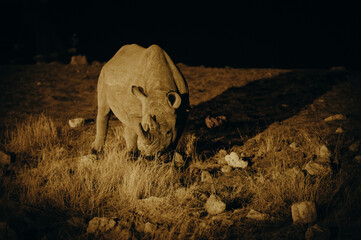 Obraz premium Spitzmaulnashorn am Wasserloch von Okaukuejo am späten Abend, lange nach Sonnenuntergang (Etosha Nationalpark, Namibia)