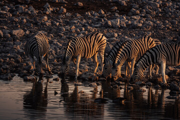 Fototapeta na wymiar Steppenzebras am Wasserloch in Okaukuejo bei Sonnenuntergang (Namibia)