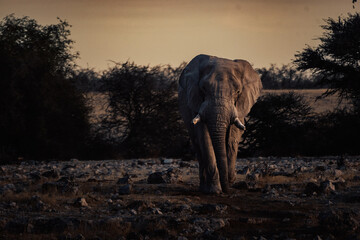 Imposanter Afrikanischer Elefantenbulle nähert sich dem Wasserloch von Okaukuejo in der...
