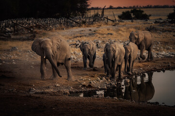 Fototapeta na wymiar Eine Gruppe Afrikanischer Elefanten (Loxodonta) mit Jungtieren nähert sich dem Okaukuejo Wasserloch im Etosha Nationalpark kurz vor Sonnenuntergang (Namibia)
