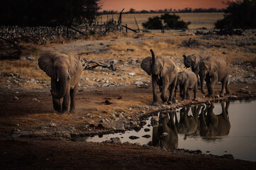 Eine Gruppe Afrikanischer Elefanten (Loxodonta) mit Jungtieren nähert sich dem Okaukuejo...