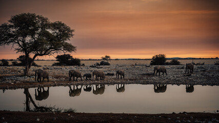 Eine Gruppe Afrikanischer Elefanten (Loxodonta) mit Jungtieren nähert sich dem Okaukuejo...