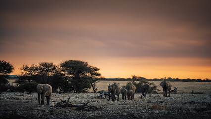 Eine Gruppe Afrikanischer Elefanten (Loxodonta) mit Jungtieren kommt aus der Ebene und nähert sich dem Okaukuejo Wasserloch im Etosha Nationalpark kurz vor Sonnenuntergang (Namibia)