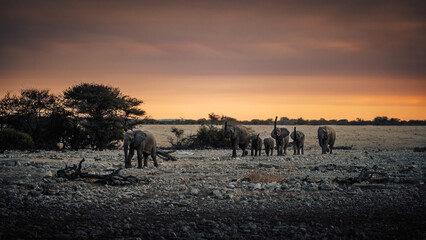 Fototapeta na wymiar Eine Gruppe Afrikanischer Elefanten (Loxodonta) mit Jungtieren kommt aus der Ebene und nähert sich dem Okaukuejo Wasserloch im Etosha Nationalpark kurz vor Sonnenuntergang (Namibia)