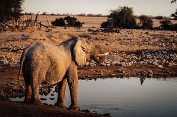 Afrikanischer Elefant (Loxodonta) trinkt am Okaukuejo Wasserloch im Etosha Nationalpark kurz vor...