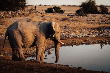 Fototapeta na wymiar Afrikanischer Elefant (Loxodonta) trinkt am Okaukuejo Wasserloch im Etosha Nationalpark kurz vor Sonnenuntergang (Namibia)