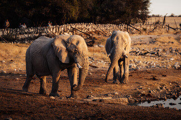 Fototapeta na wymiar Zwei Afrikanische Elefanten (Loxodonta) nähern sich dem Okaukuejo Wasserloch im Etosha Nationalpark kurz vor Sonnenuntergang (Namibia)