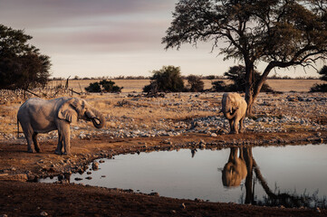 Afrikanische Elefanten (Loxodonta) nähern sich dem Okaukuejo Wasserloch im Etosha Nationalpark...