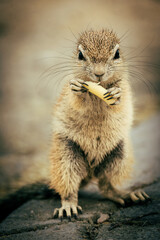 Afrikanisches Borstenhörnchen, dass eine Nudel frisst (Okaukuejo Campingsite, Etosha Nationalpark, Namibia)