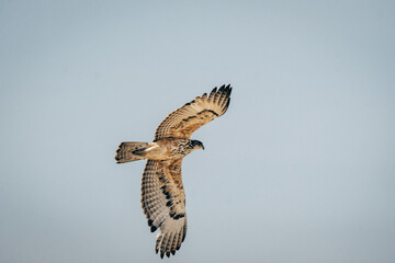 Raubadler fliegt über einem Wasserloch im Etosha Nationalpark (Namibia)