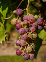 Weintrauben im Münsterland