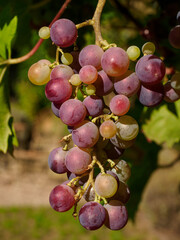 Weintrauben im Münsterland