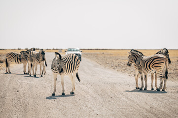 Fototapeta na wymiar Zebras auf einer Straße im Etosha Nationalpark, Namibia
