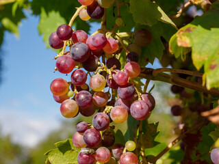 Weintrauben im Münsterland