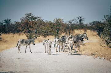 Fototapeta na wymiar Eine Gruppe Zebras auf einer Straße im Etosha Nationalpark (Namibia)