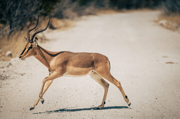 Männliche Schwarznasenimpala (Aepyceros petersi) rennt über eine Straße (Etosha Nationalpark,...