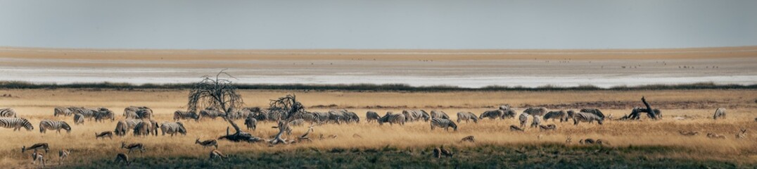 Obraz na płótnie Canvas Panorama-Bild - Eine Herde Zebras grast zusammen mit einigen Springböcken in der weiten Ebene des Etosha Nationalparks (Namibia)