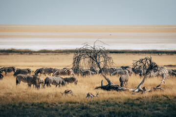 Eine Herde Streifengnus in der Savanne des Etosha Nationalparks nahe an einem Wasserloch  (Namibia)