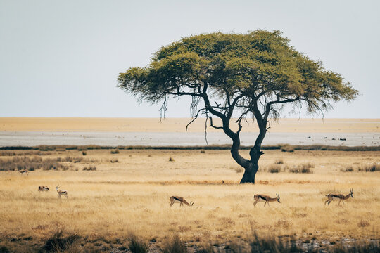 Panorama - eine Gruppe Springb&ouml;cke grast unter einem baum in der offenen Savanne des Etosha Nationalparks (Namibia)