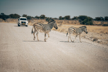 Fototapeta na wymiar Zebras überqueren eine Straße im Etosha Nationalpark, Namibia