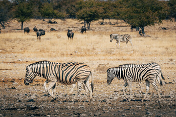 Fototapeta na wymiar Steppenzebras laufen durch das trockene hohe Gras im Buschland des Etosha Nationalparks (Namibia)