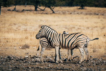 Zebra-Stute mit Fohlen steht im trockenen hohen Gras im Buschland des Etosha Nationalparks (Namibia)