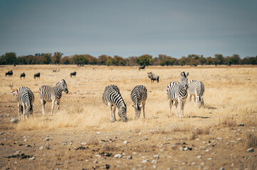 Steppenzebras fressen im hohen Gras in der Ebene des Etosha Nationalparks (Namibia)