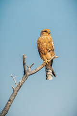 Heuschreckenteesa (Grasshopper Buzzard, Butastur rufipennis) auf einem kleinen Baum im Etosha Nationalpark (Namibia)