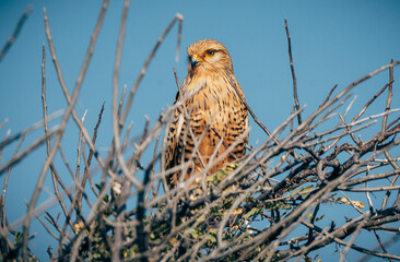 Heuschreckenteesa (Grasshopper Buzzard, Butastur rufipennis) auf einem kleinen Baum im Etosha Nationalpark (Namibia)