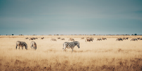 Fototapeta na wymiar Steppenzebras laufen durch das trockene hohe Gras in der Ebene des Etosha Nationalparks (Namibia)