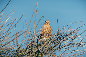 Heuschreckenteesa (Grasshopper Buzzard, Butastur rufipennis) auf einem kleinen Baum im Etosha...