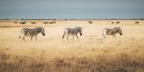 Obraz premium Steppenzebras laufen durch das trockene hohe Gras in der Ebene des Etosha Nationalparks (Namibia)
