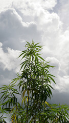 Cultivation of cannabis plants in Thailand for medical purposes  cannabis flowers and leaves  It...