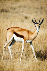 Einzelner Springbock läuft durch das hohe Gras in der Ebene des Etosha Nationalparks (Namibia)