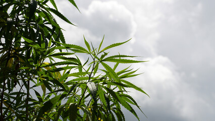 Cultivation of cannabis plants in Thailand for medical purposes  cannabis flowers and leaves  It can cure and alleviate many diseases.
