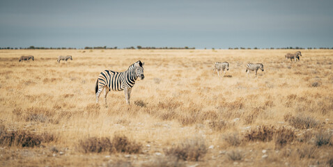 Ein einzelnes Steppenzebra steht im trockenen hohen Gras in der Ebene des Etosha Nationalparks (Namibia)
