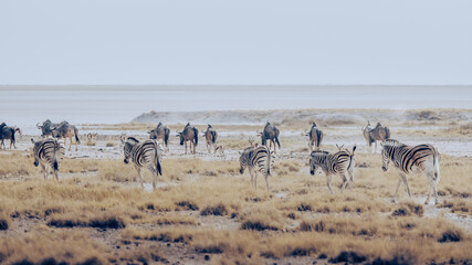 Steppenzebras laufen in der Ebene des Etosha Nationalparks in Richtung der Salzpfanne (Namibia)