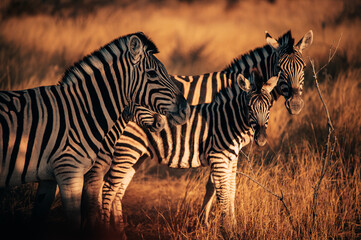 Naklejka premium Zebras (Steppenzebra, equus quagga) in der Abendsonne im Etosha Nationalpark (Namibia)