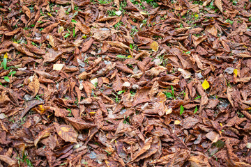 Autumn yellow leaves on a ground surface.