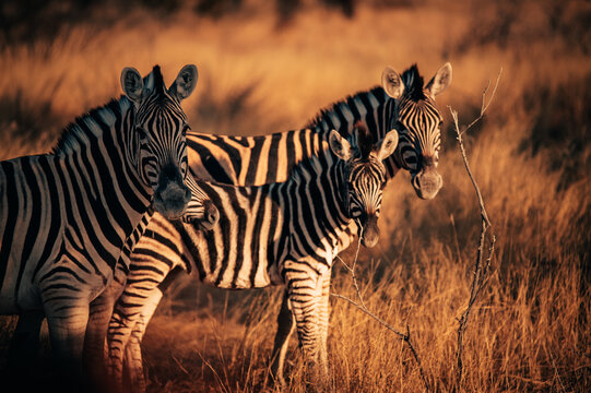 Zebras (Steppenzebra, equus quagga) in der Abendsonne im Etosha Nationalpark (Namibia)