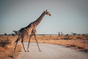 2 Giraffen in der Trockensavanne des Etosha Nationalparks (Namibia)
