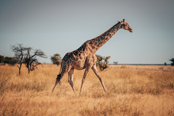 Einzelne Giraffe läuft in der Abendsonne durch die Trockensavanne des Etosha Nationalparks (Namibia)