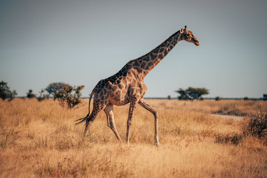 Einzelne Giraffe läuft in der Abendsonne durch die Trockensavanne des Etosha Nationalparks (Namibia)