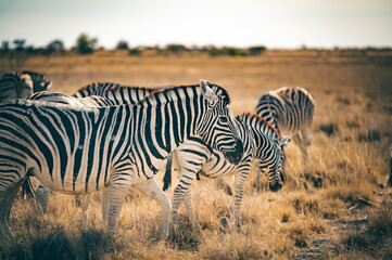 Fototapeta na wymiar Zebras in der Abendsonne in der Trockensavanne des Etosha Nationalpark, Namibia