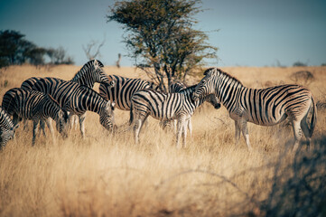 Fototapeta na wymiar Gruppe Zebras mit Fohlen in der Abendsonne im hohen Gras stehend (Etosha Nationalpark, Namibia)