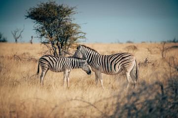 Fototapeta na wymiar Zebra mit Fohlen in der Abendsonne im hohen Gras stehend (Etosha Nationalpark, Namibia)