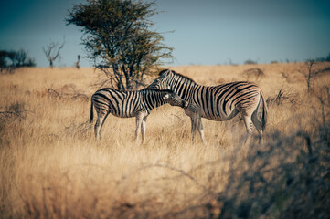 Fototapeta na wymiar Zebra mit Fohlen in der Abendsonne im hohen Gras stehend (Etosha Nationalpark, Namibia)