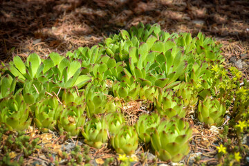Succulent plants, Stone rose, cactus in flower bed in botanical garden. Close-up. Selective focus.